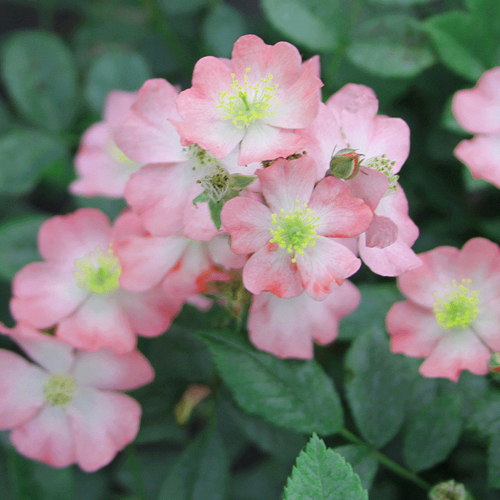 Alt Text (Testo Alternativo): Foto della categoria Rose Nuove Tappezzanti Ground Cover BARIZZO&reg;