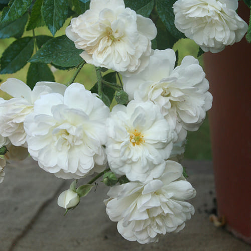 Foto della categoria Rose Nuove Ibridi Moschata BARIZZO&reg;