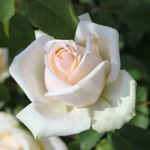Foto della categoria Rose Nuove Ibridi di Te Hybrid Tea BARIZZO&reg;