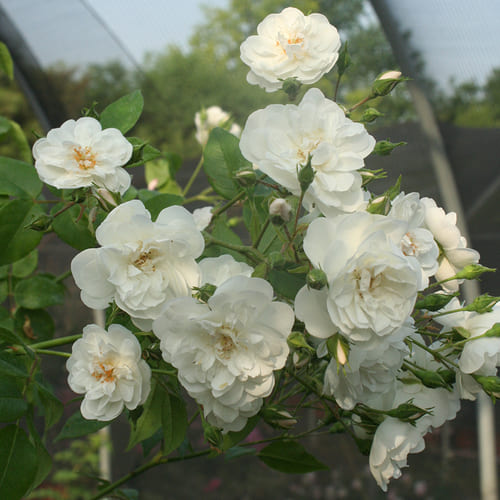 Foto della categoria Rose Nuove Rampicanti Rambler BARIZZO&reg;