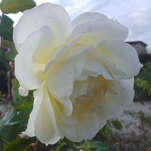 Foto della categoria Rose Nuove Arbustive Shrub BARIZZO&reg;